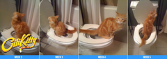 2 Pack - CitiKitty Cat Toilet Training Kit - CitiKitty Inc. 
 - 4