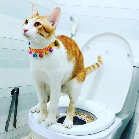 Bathroom Flushing Kitty Litter Down Toilet Training Toilet Cat