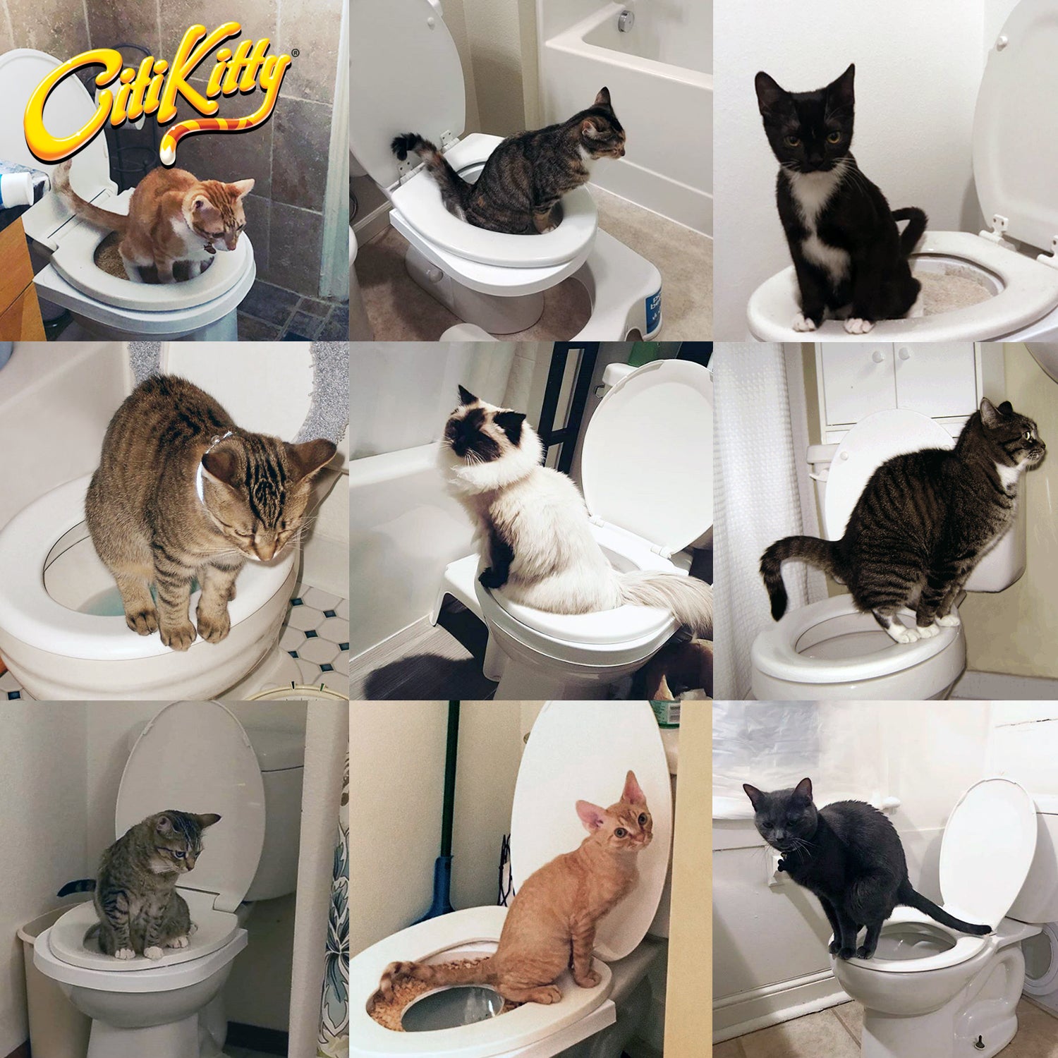 CitiKitty Cat Toilet Training Kit – CitiKitty