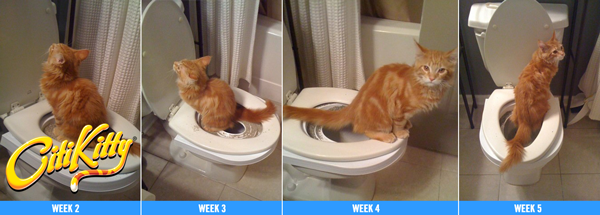 How To Train Your Cat To Use Toilet: Step-by-Step Guide